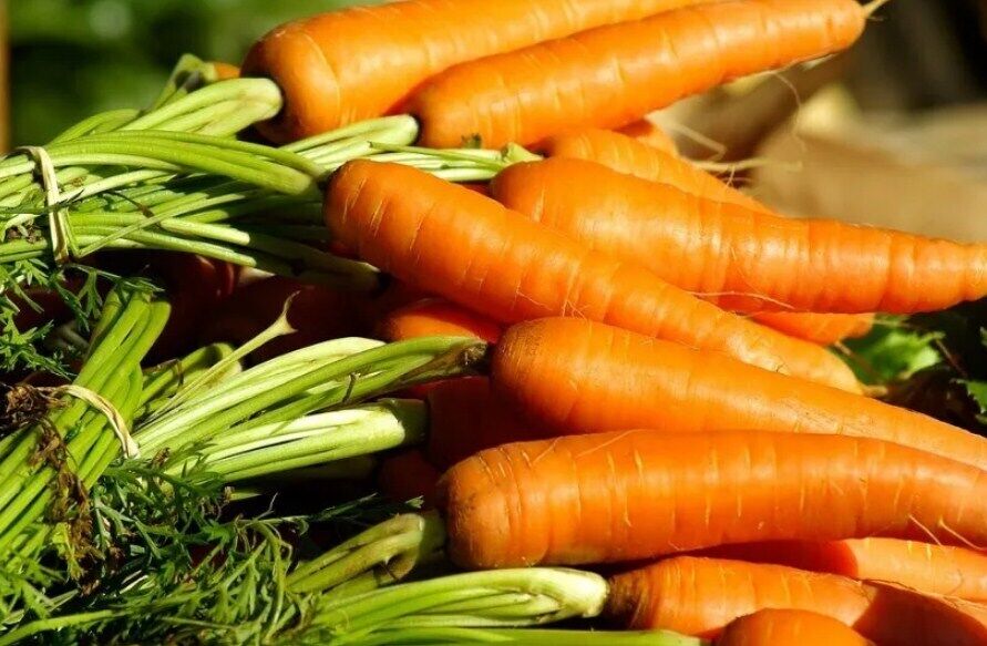Как спасти морковь от грибка
