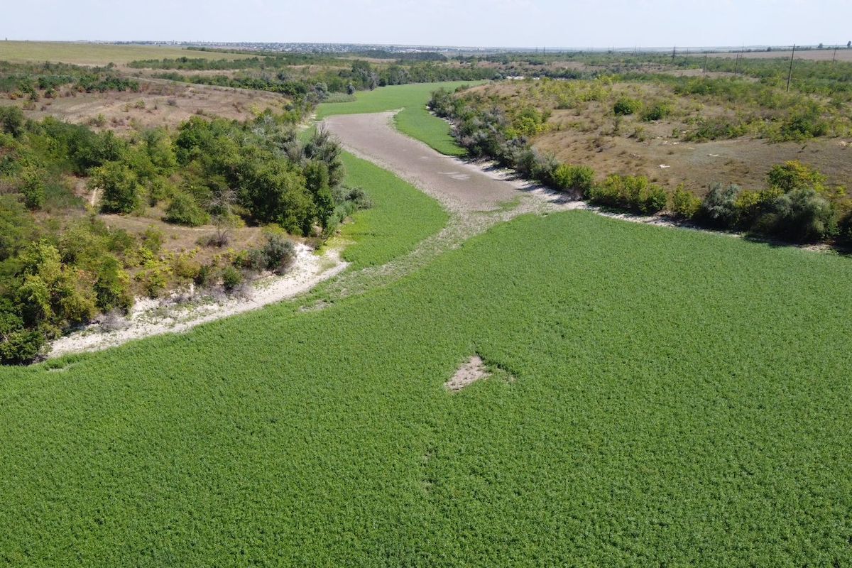 На дні Каховського водосховища росте ліс із верб і тополь: вражаючі фото