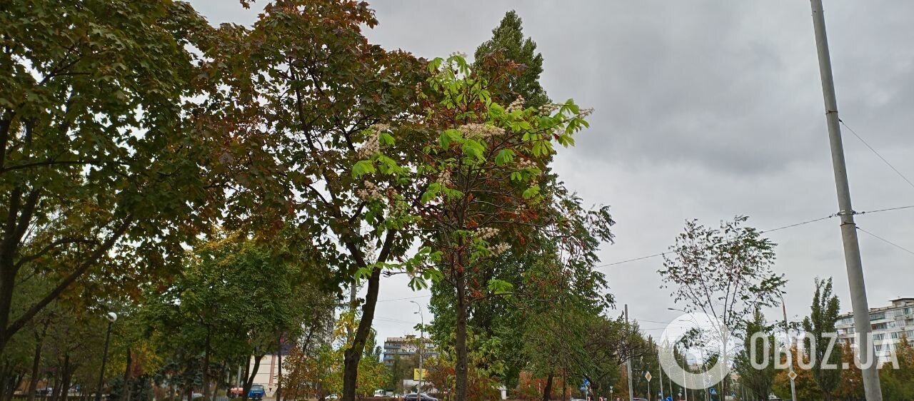 В Киеве на Оболони, несмотря на осеннюю погоду, зацвели каштаны. Фото