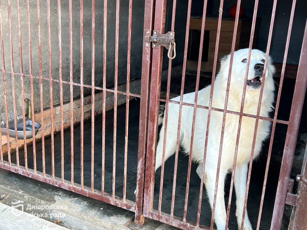 Оперируют, лечат, ухаживают: в Днепре рассказали о помощи животным, эвакуированным из опасных мест
