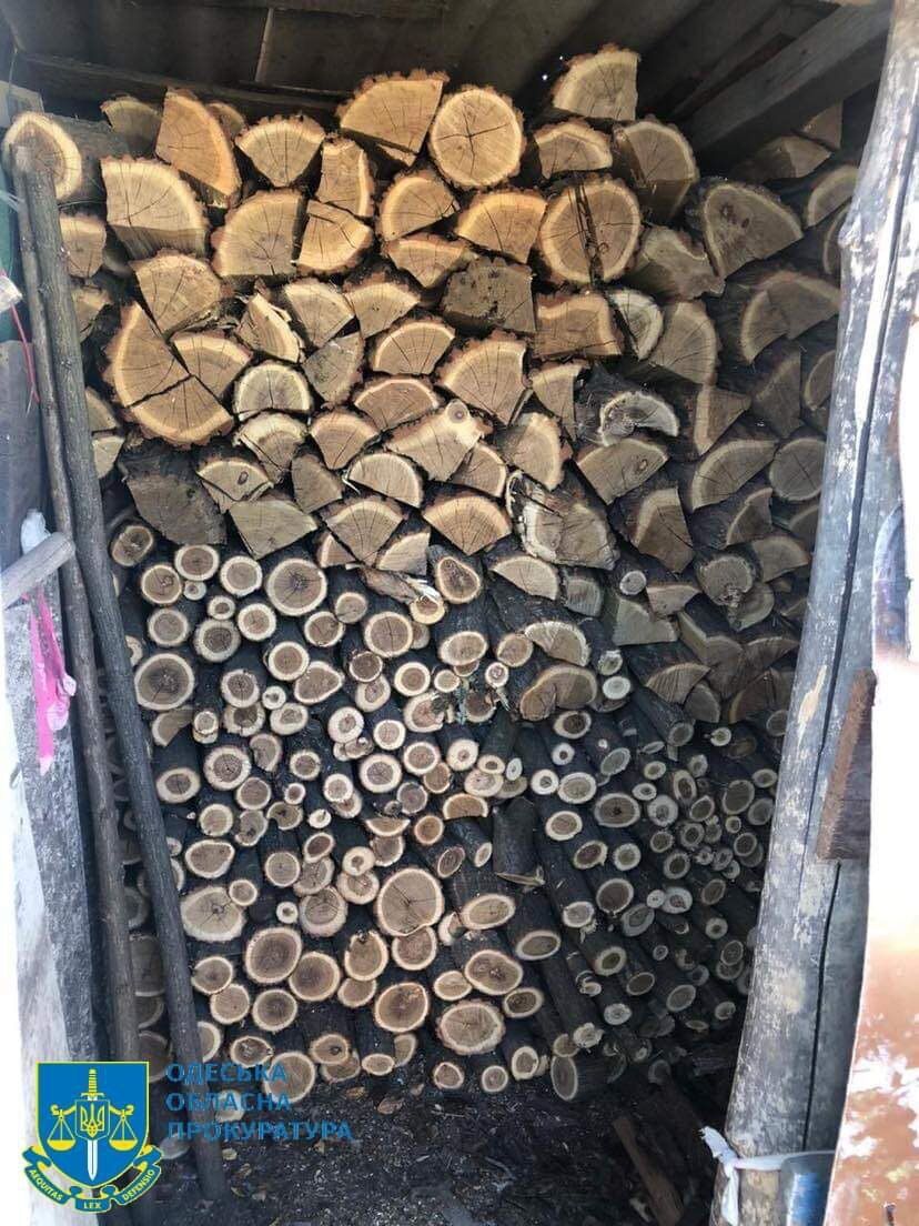 Вирубували ботанічний заказник на дрова: на Одещині викрили сімох учасників злочинної групи. Фото
