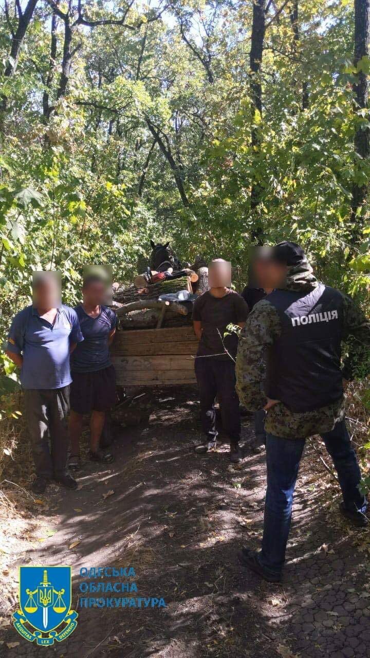 Вырубали ботанический заказник на дрова: в Одесской области разоблачили семерых участников преступной группы. Фото