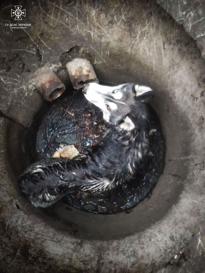На Київщині бійці ДСНС врятували собаку, який впав у каналізаційний колектор. Фото