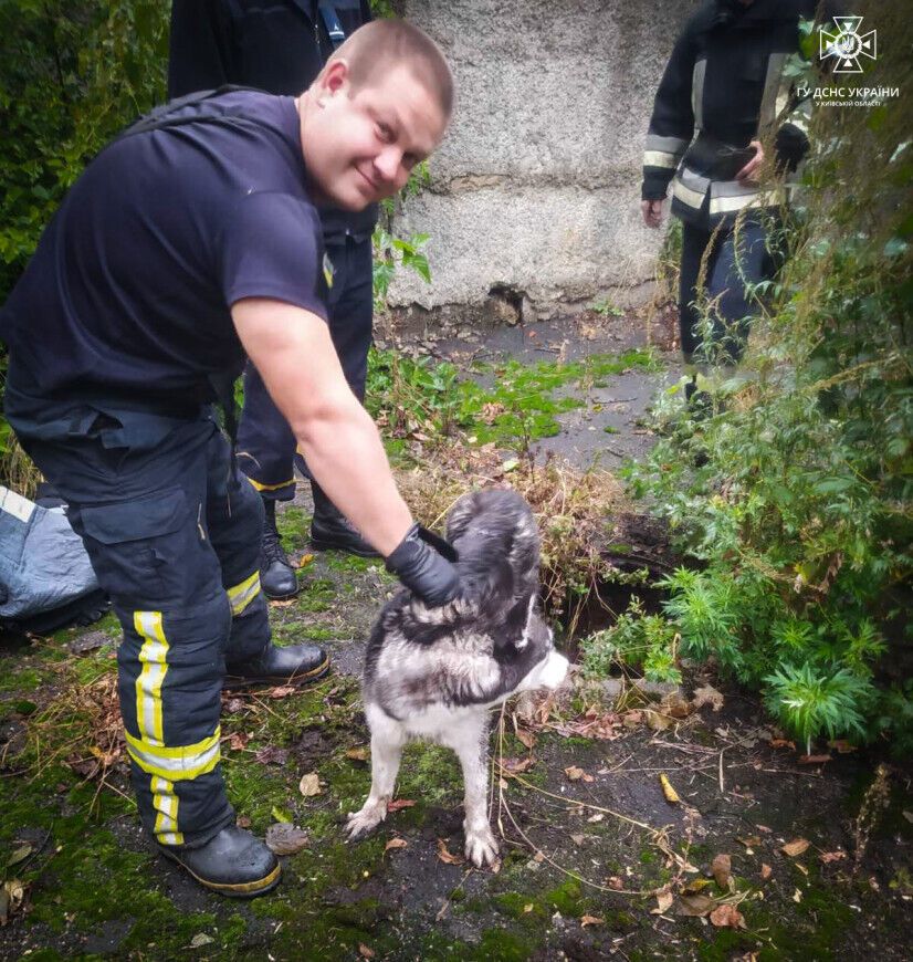 В Киевской области бойцы ГСЧС спасли собаку, которая упала в канализационный коллектор. Фото