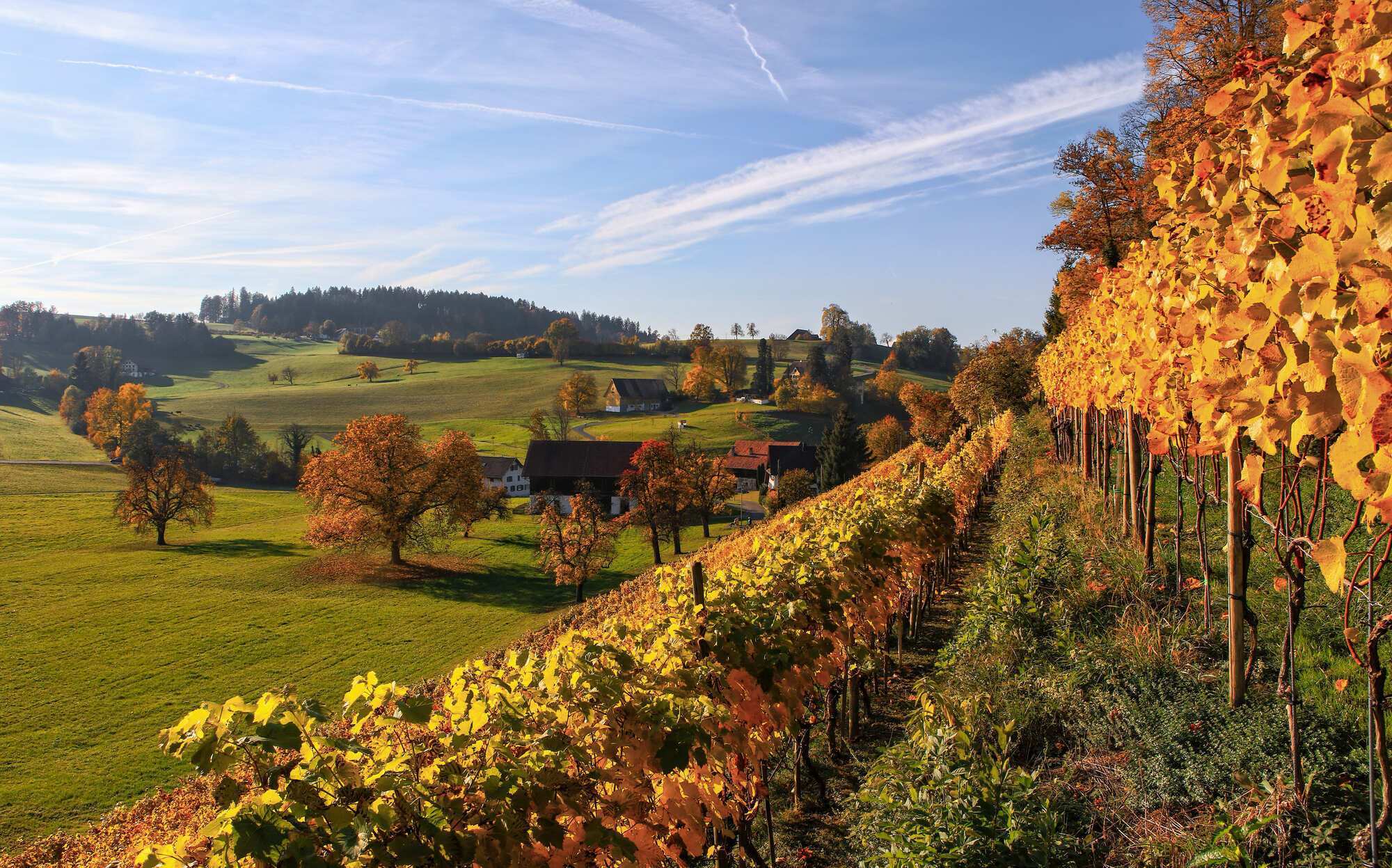 Вино і подорож: найкращі винні регіони Європи