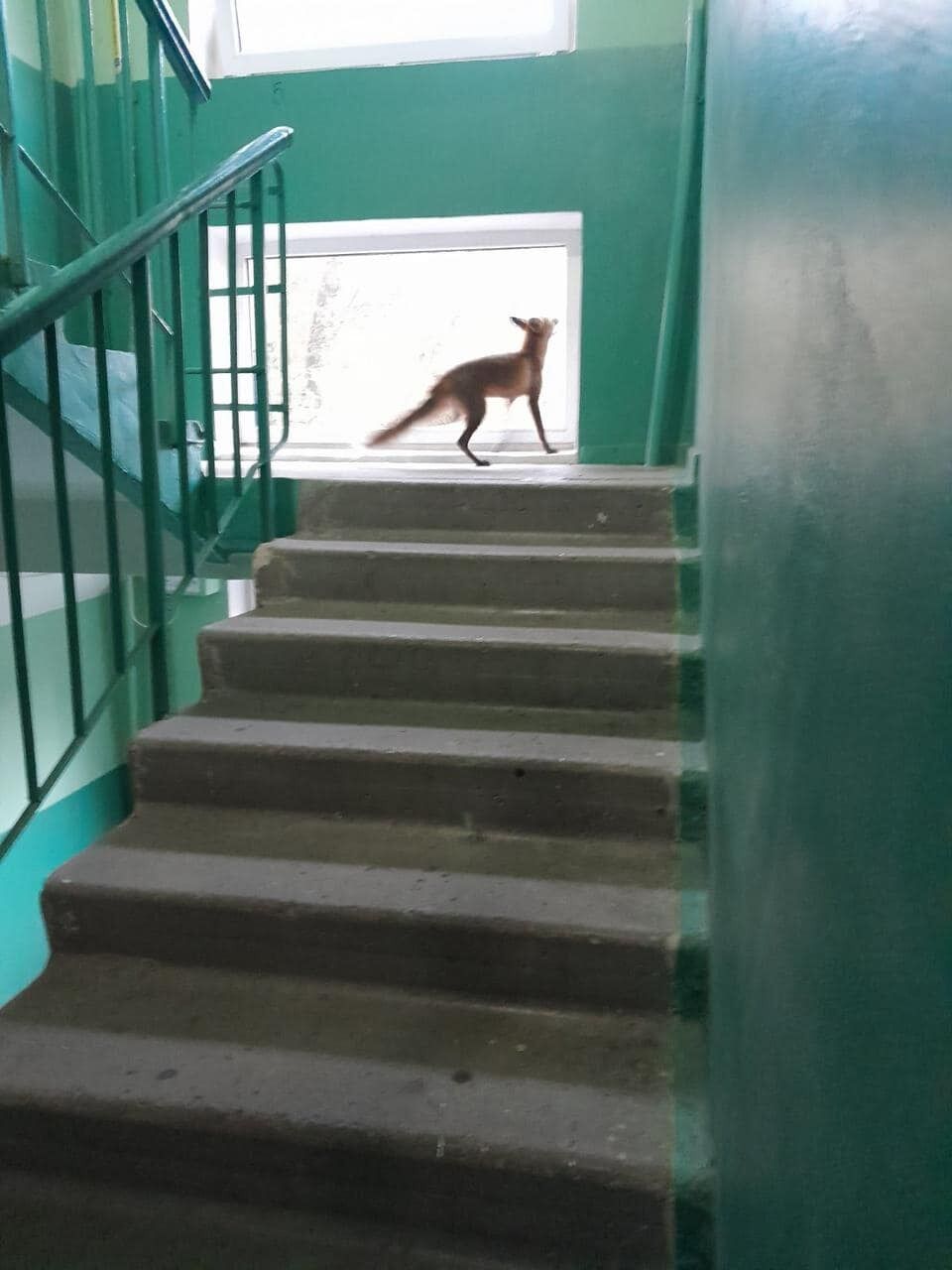У Києві в під’їзді житлового будинку мешканці виявили лисицю, яка бігала між поверхами. Фото