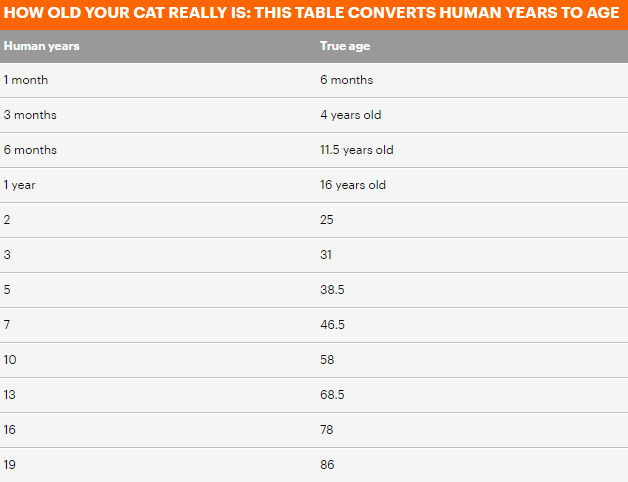 Скільки насправді років вашому коту? Вчені створили спеціальний калькулятор 