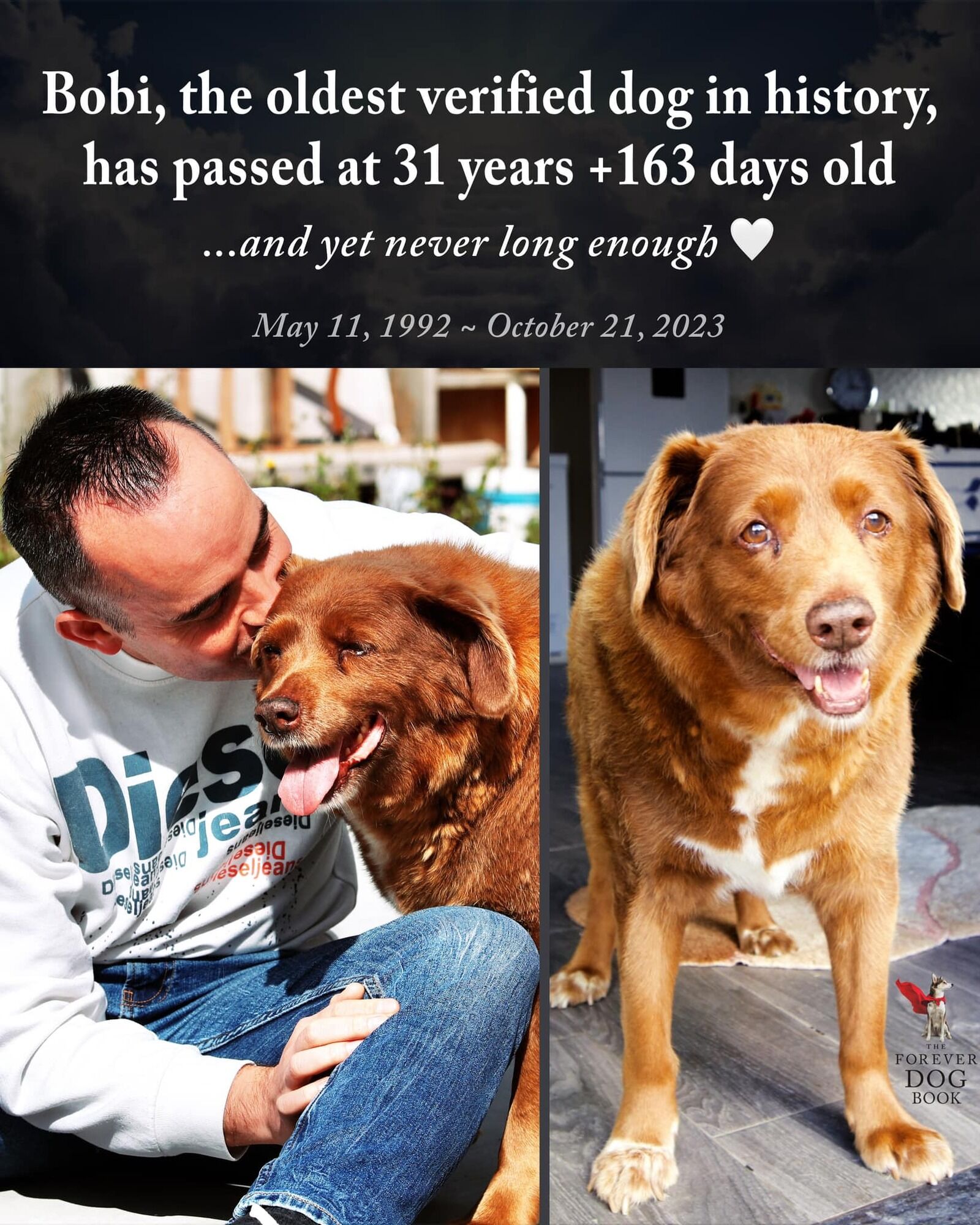 В Португалии умер самый старый пес в мире: сколько ему было лет. Фото