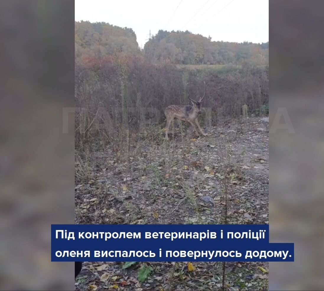 В Киеве полицейские и зоозащитники помогли оленю, который ночью бегал во дворах домов. Видео