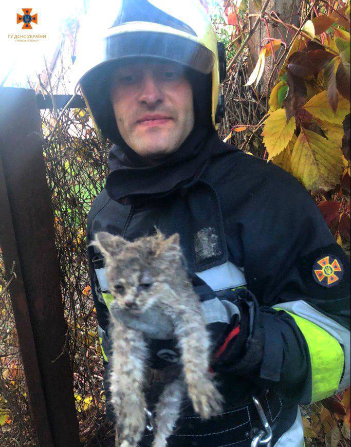 На Київщині бійці ДСНС врятували кошеня, яке впало в трубу паркану. Фото