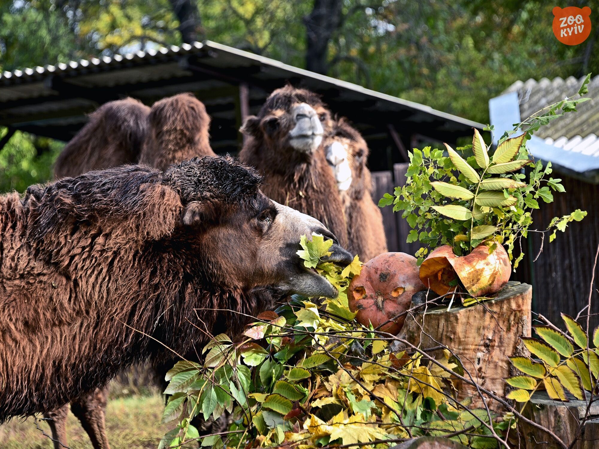 В Киевском зоопарке состоится финальный Тыквенный уикенд для животных. Фото и видео