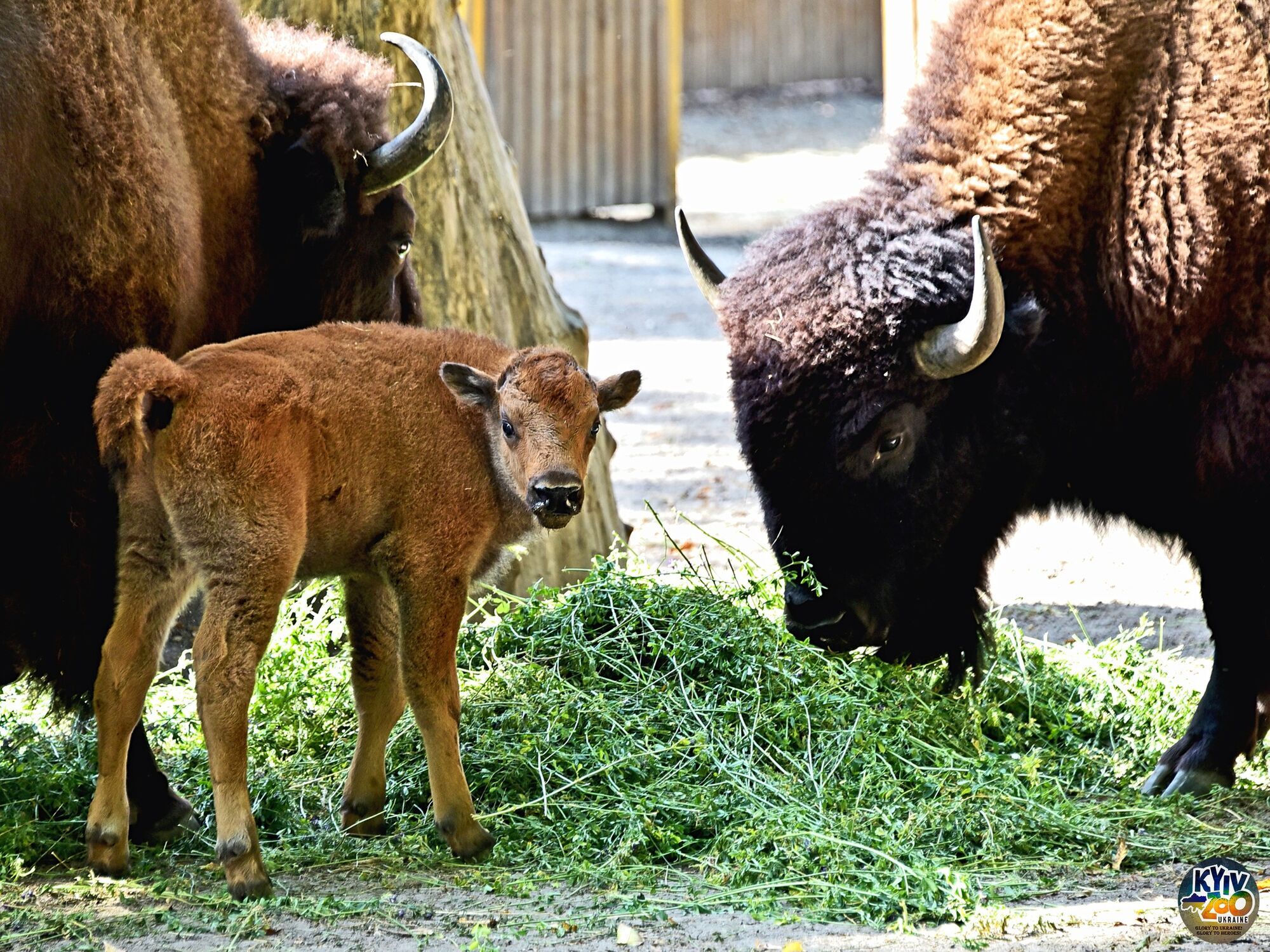 У Київському зоопарку в родині бізонів народилось двоє телят. Фото і відео