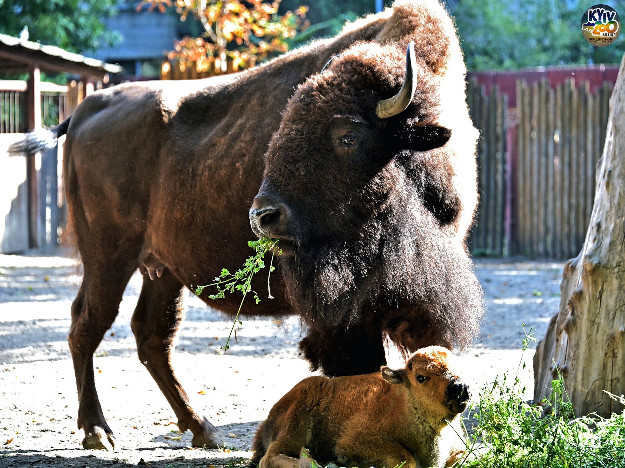 У Київському зоопарку в родині бізонів народилось двоє телят. Фото і відео