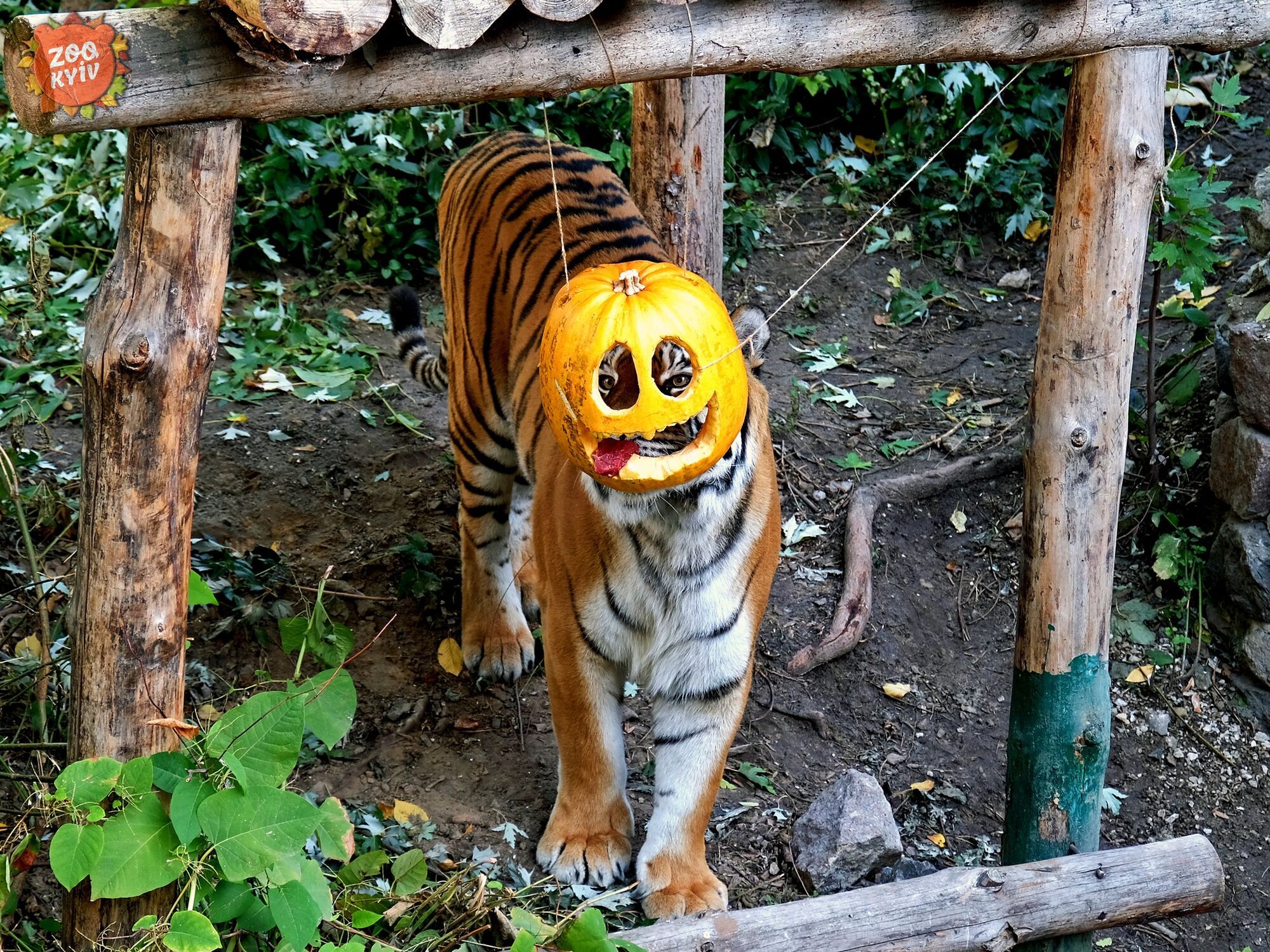 В Киевском зоопарке животные присоединились к празднованию Хэллоуина. Фото и видео