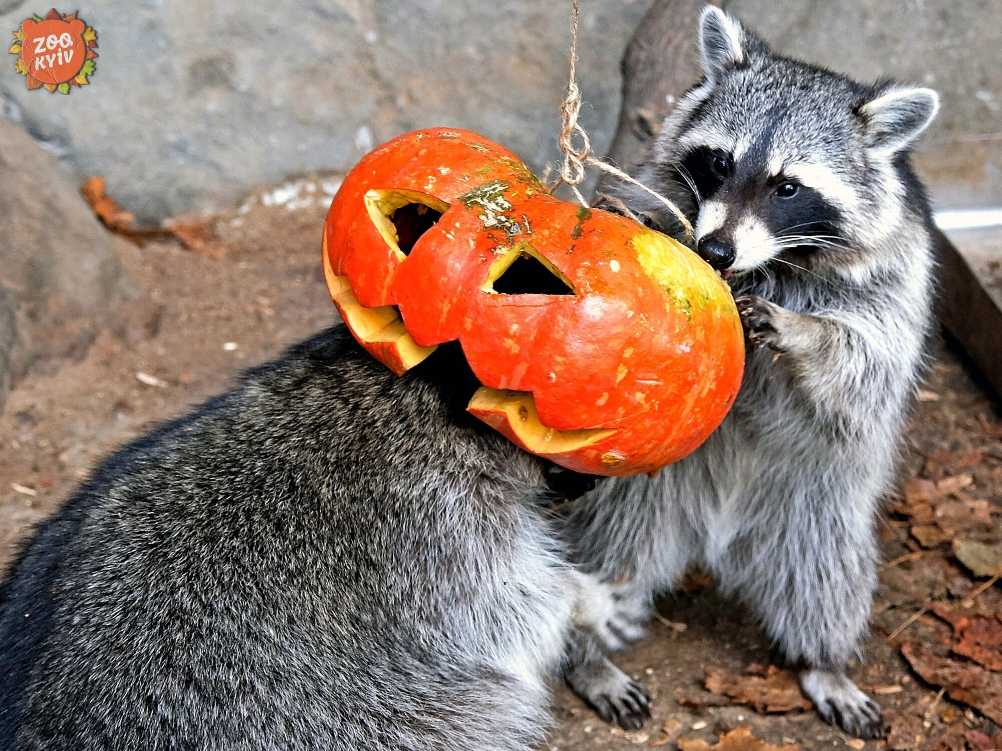 В Киевском зоопарке животные присоединились к празднованию Хэллоуина. Фото и видео