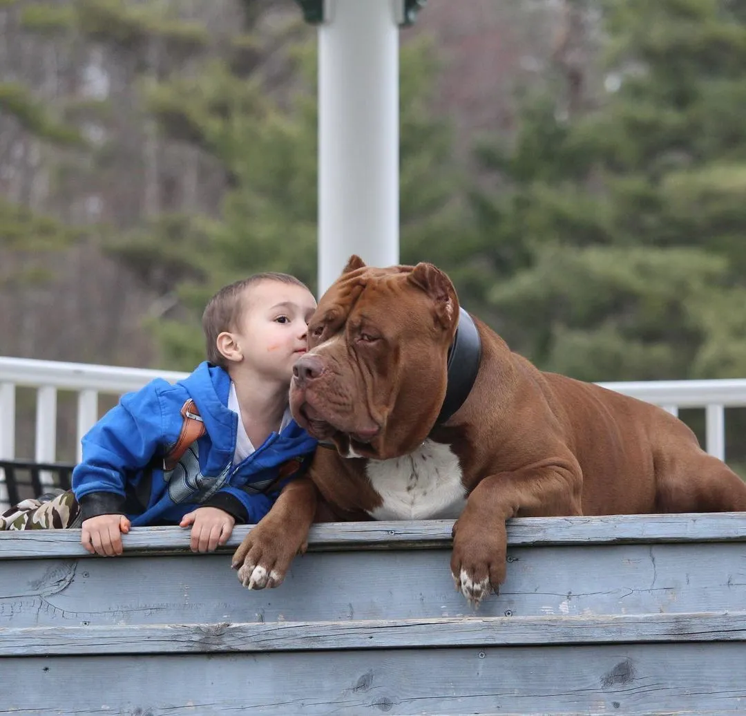 Який вигляд сьогодні має найбільший пітбуль у світі Халк вагою 80 кг. Фото