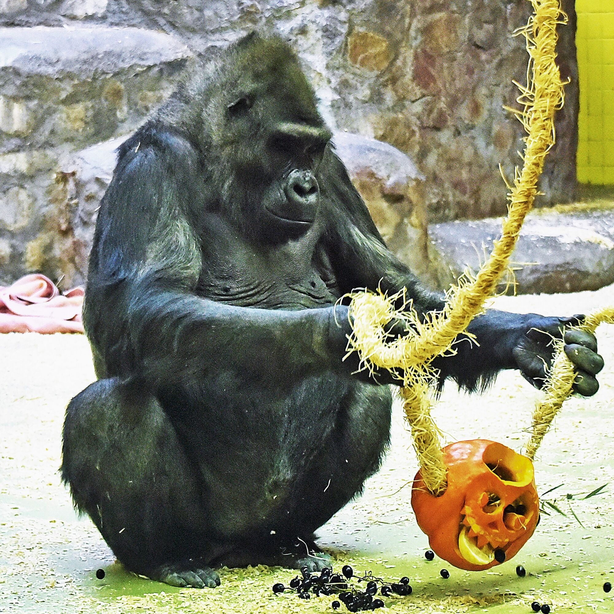 У Київському зоопарку горилу Тоні на вихідних частуватимуть неймовірним гарбузовим смаколиком. Фото та відео
