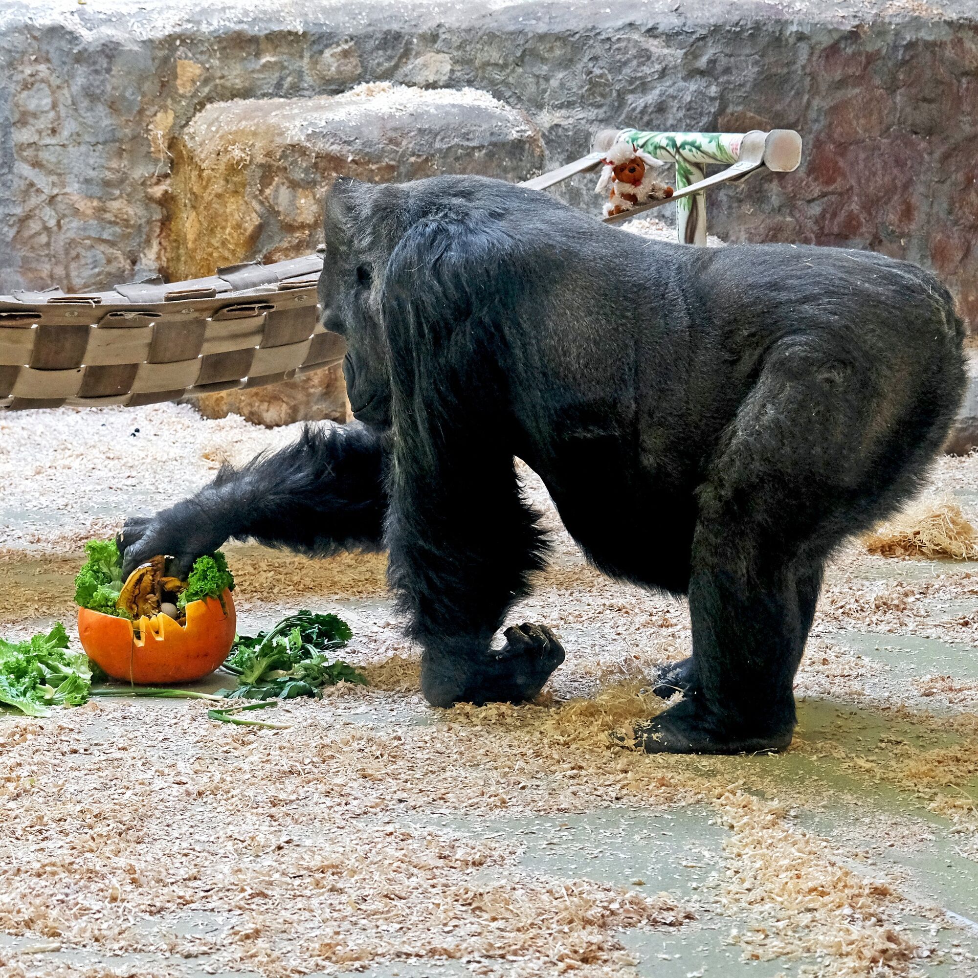 В Киевском зоопарке гориллу Тони на выходных будут угощать невероятным тыквенным лакомством. Фото и видео