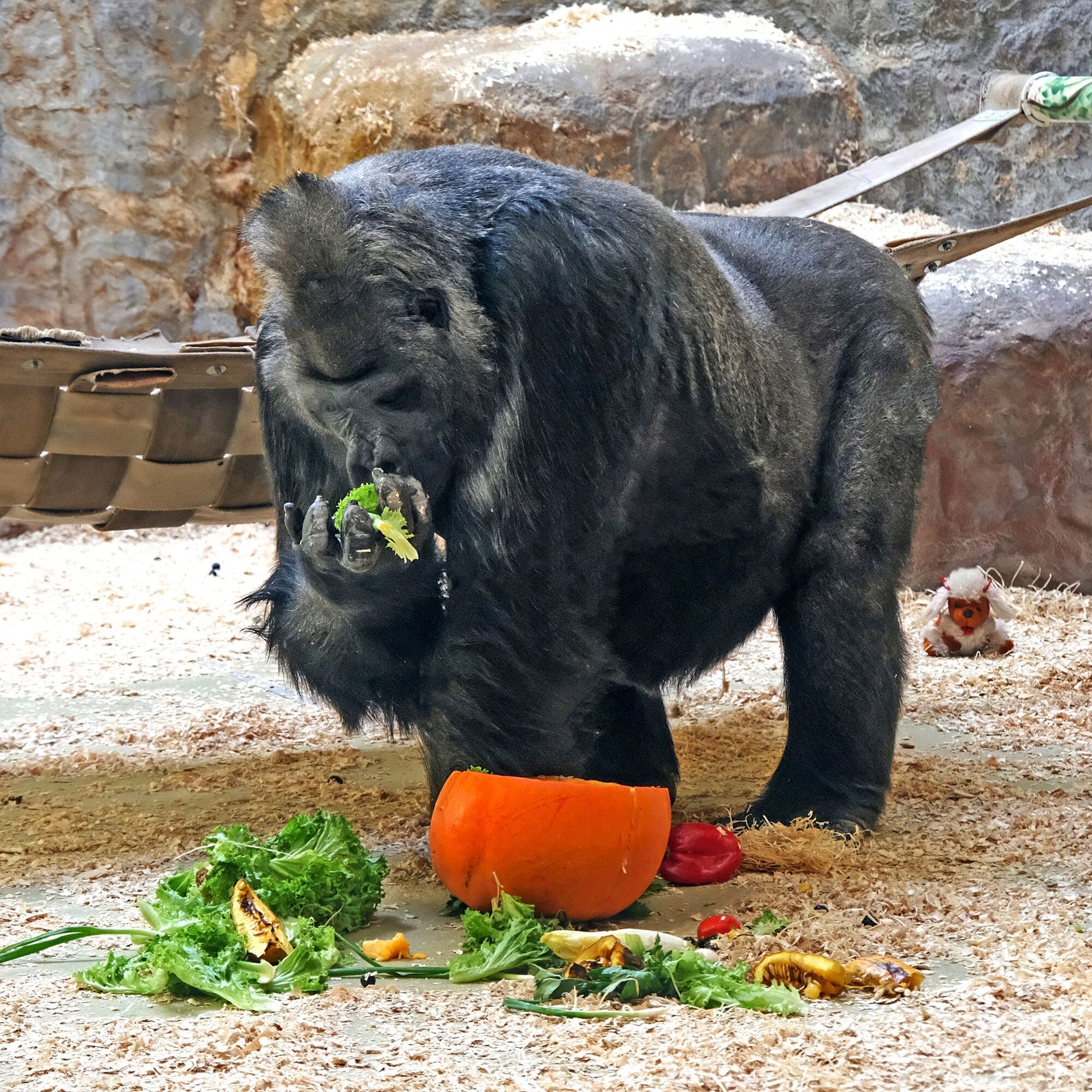 В Киевском зоопарке гориллу Тони на выходных будут угощать невероятным тыквенным лакомством. Фото и видео