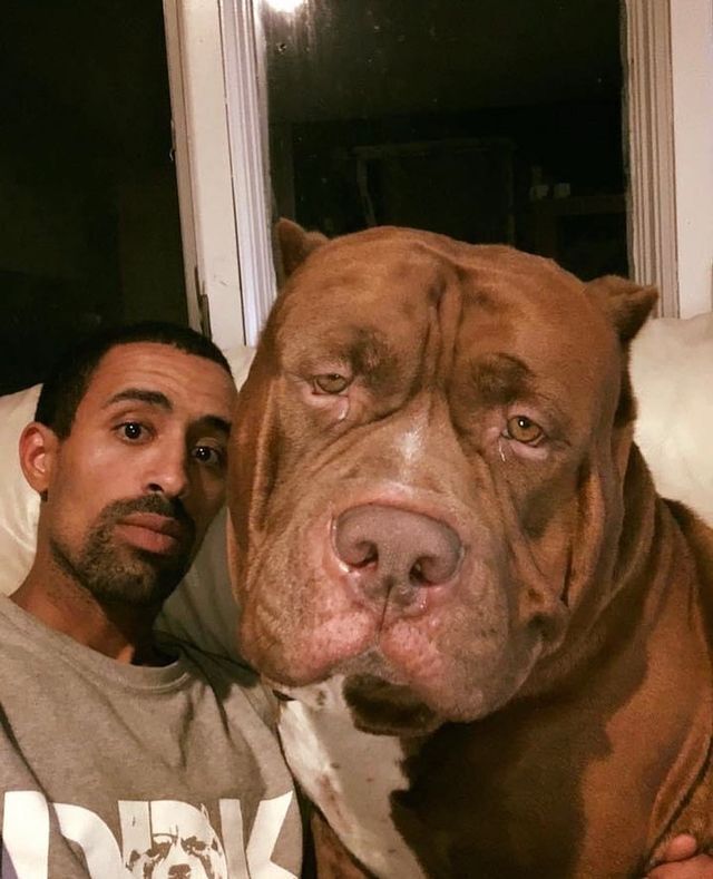 Який вигляд сьогодні має найбільший пітбуль у світі Халк вагою 80 кг. Фото