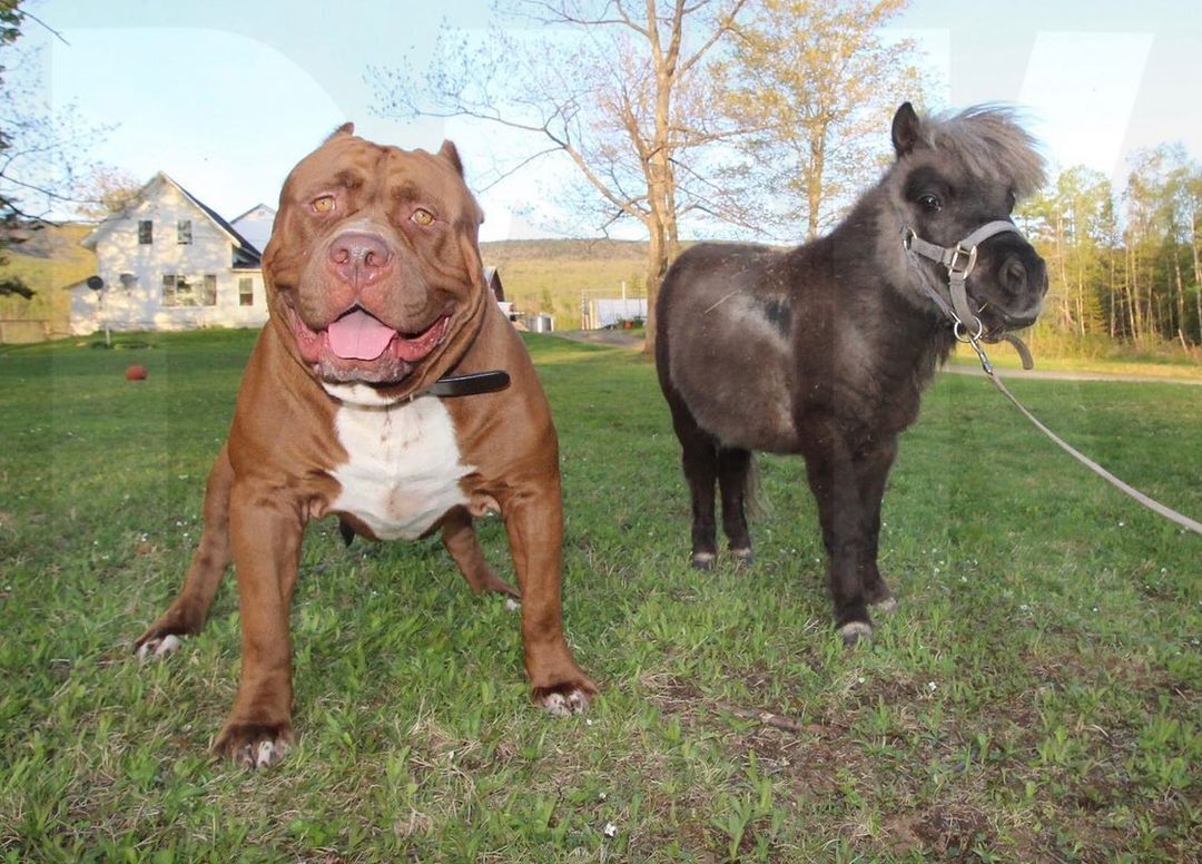 Який вигляд сьогодні має найбільший пітбуль у світі Халк вагою 80 кг. Фото