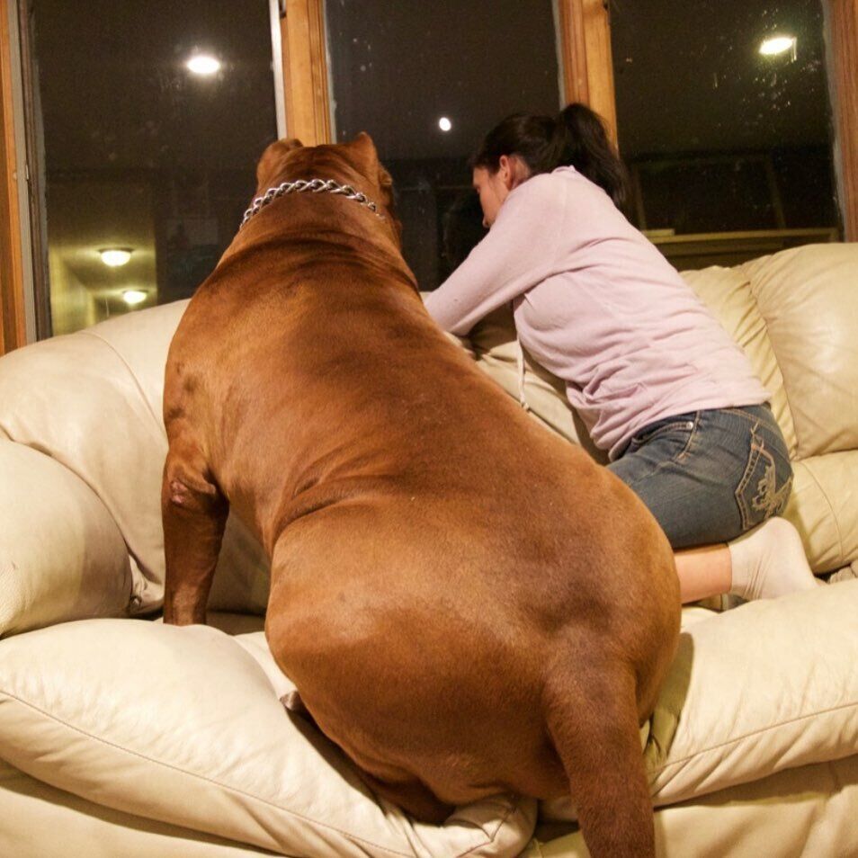 Який вигляд сьогодні має найбільший пітбуль у світі Халк вагою 80 кг. Фото