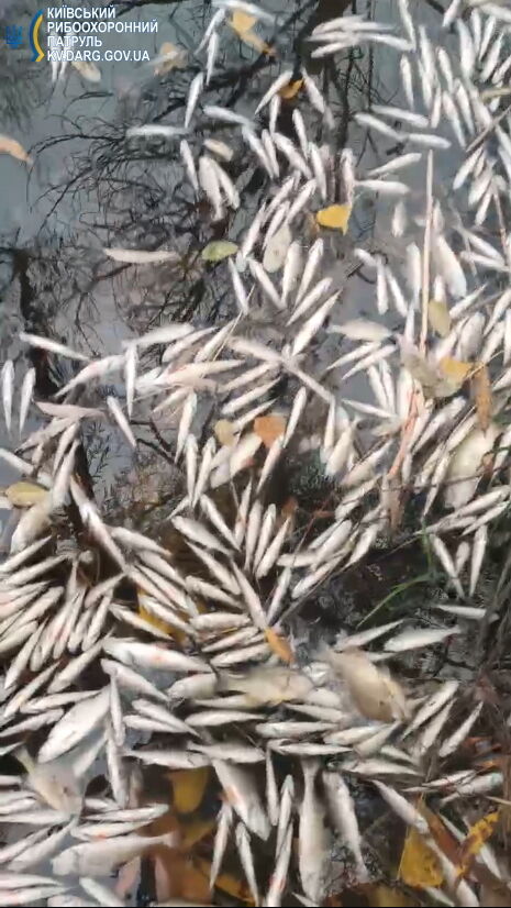 У Києві в найбільшому озері міста зафіксували масовий мор риби. Фото