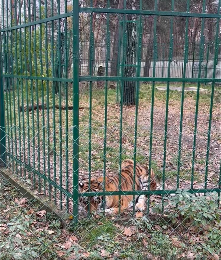 Уже становится на лапы: специалисты рассказали о состоянии пострадавшей во время обстрела Киевщины тигрицы 11 ноября. Видео