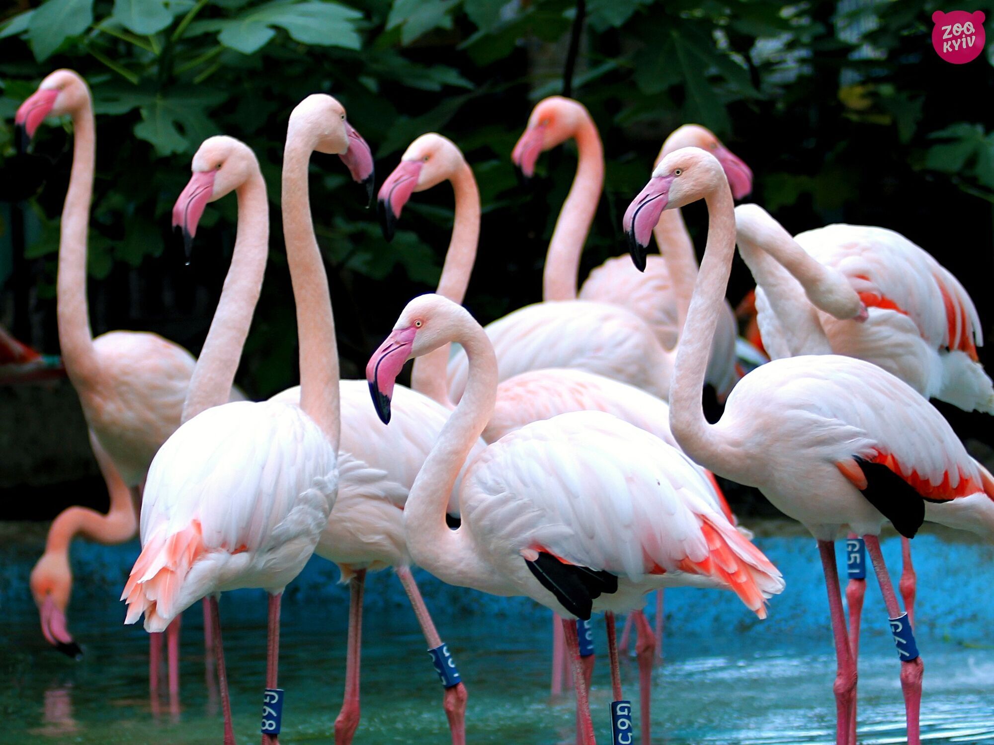 Власний басейн та пляж: у зоопарку Києва, попри похолодання, можна побачити рожевих фламінго. Фото і відео