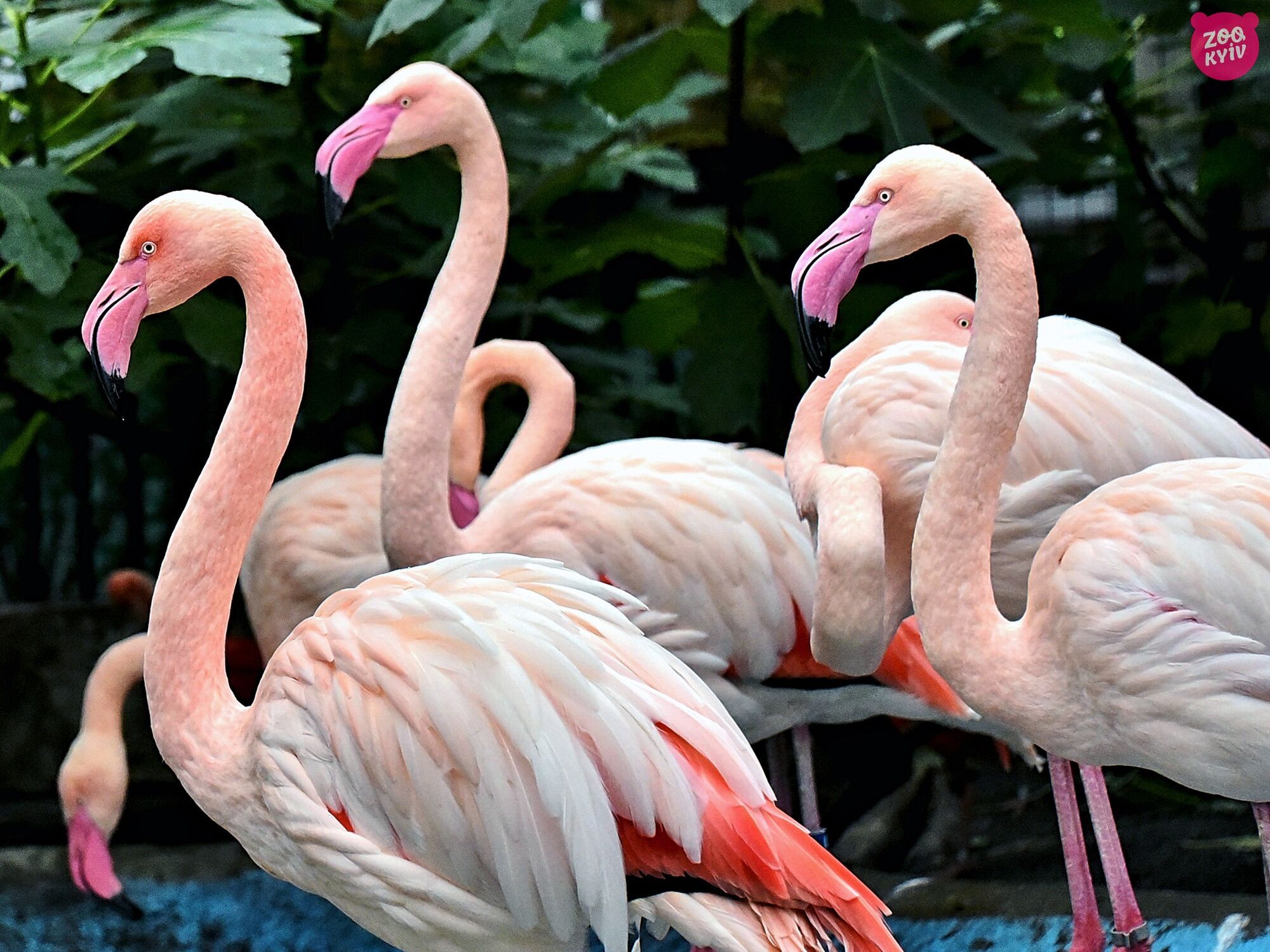 Собственный бассейн и пляж: в зоопарке Киева, несмотря на похолодание, можно увидеть розовых фламинго. Фото и видео