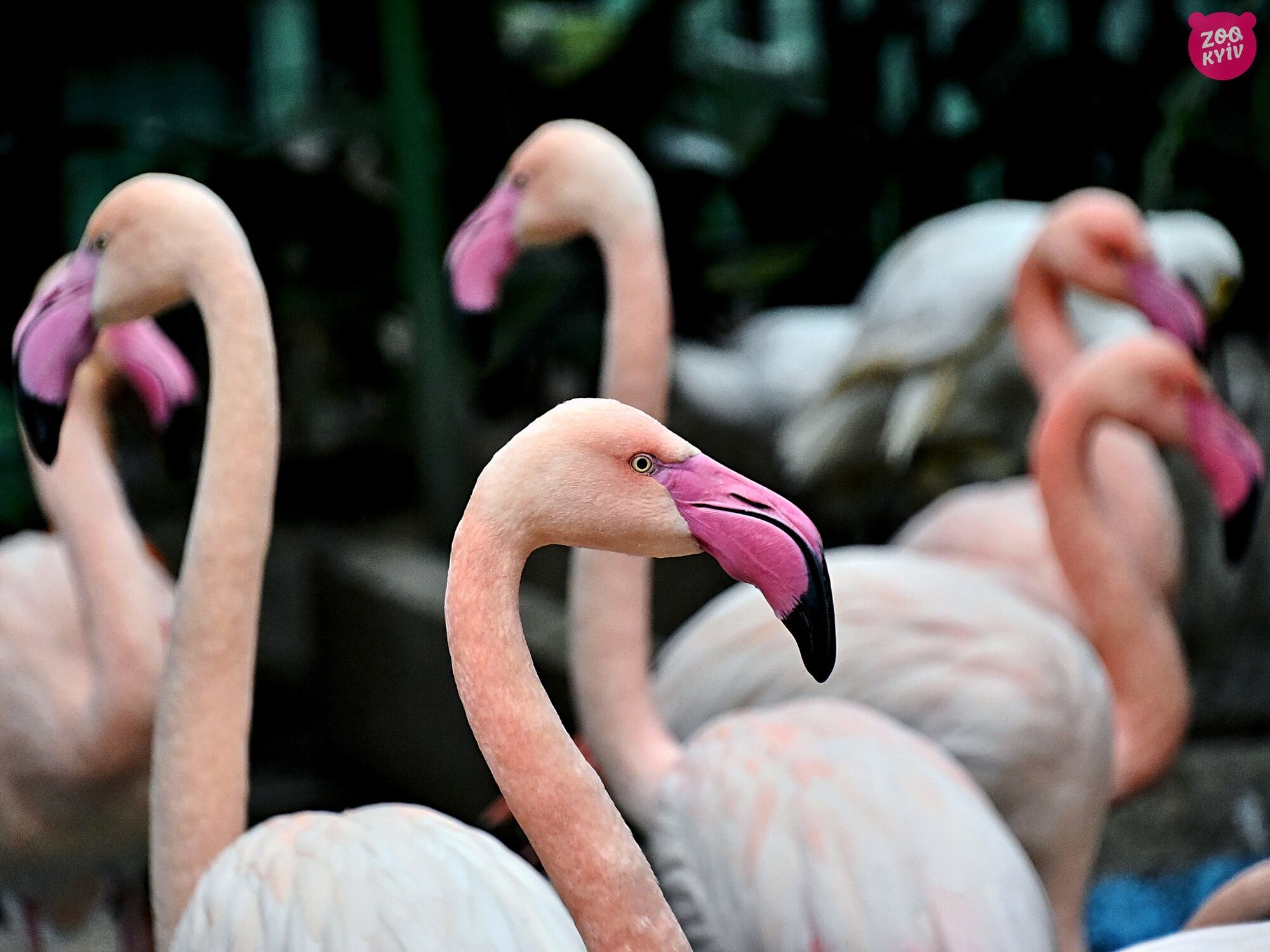 Власний басейн та пляж: у зоопарку Києва, попри похолодання, можна побачити рожевих фламінго. Фото і відео