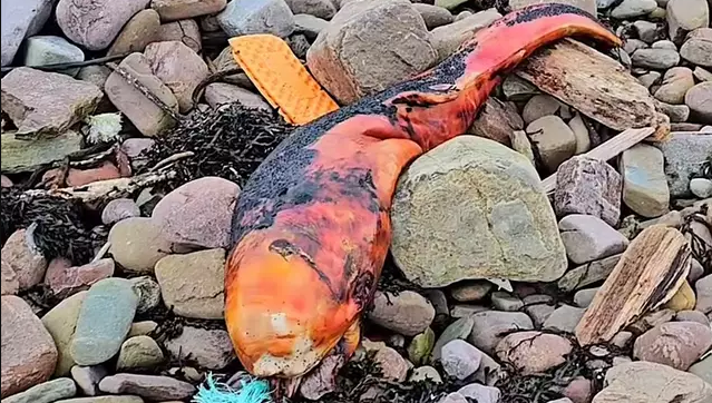 На узбережжя Британії викинуло моторошну помаранчеву істоту: експерти збентежені