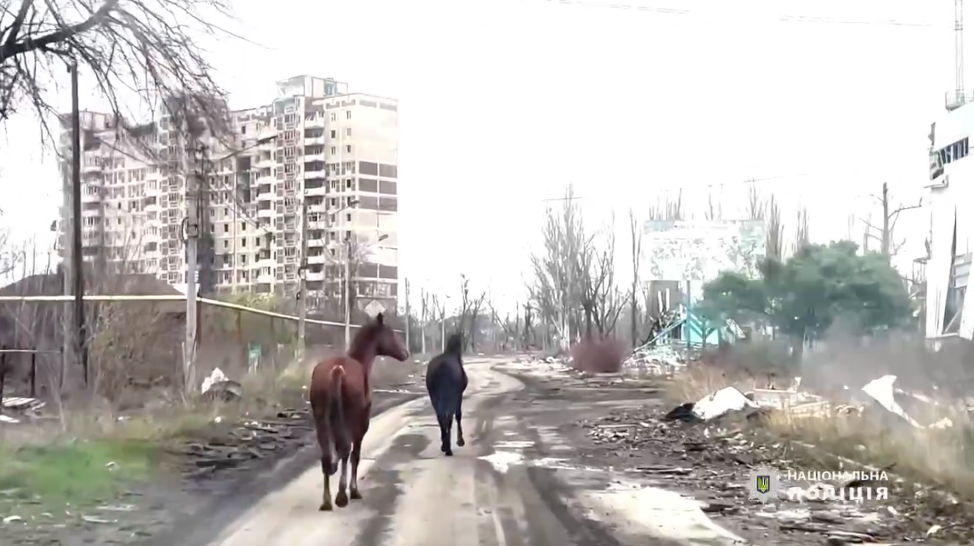 З Авдіївки під обстрілами вивели двох здичавілих коней: деталі і відео неймовірної історії