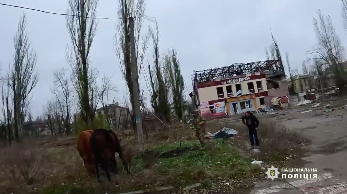З Авдіївки під обстрілами вивели двох здичавілих коней: деталі і відео неймовірної історії