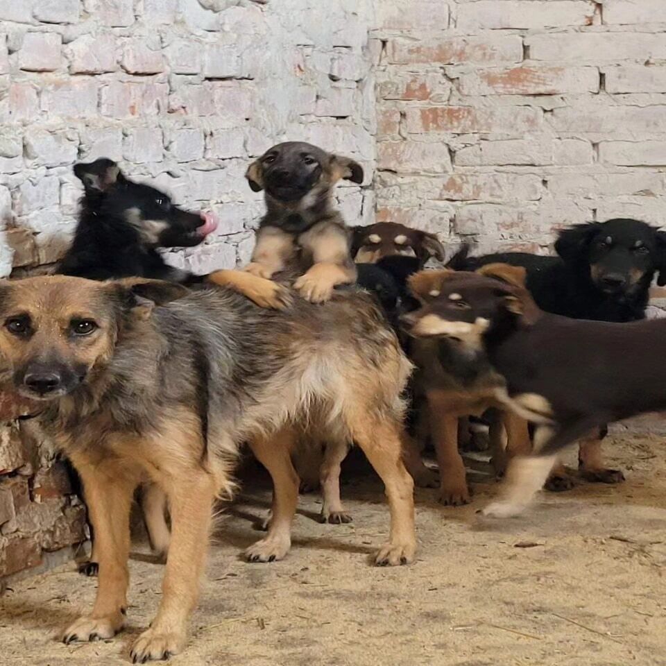 З'їли 10 га сої та об'їдають городи: на Київщині сільрада оголосила "війну" притулку для тварин