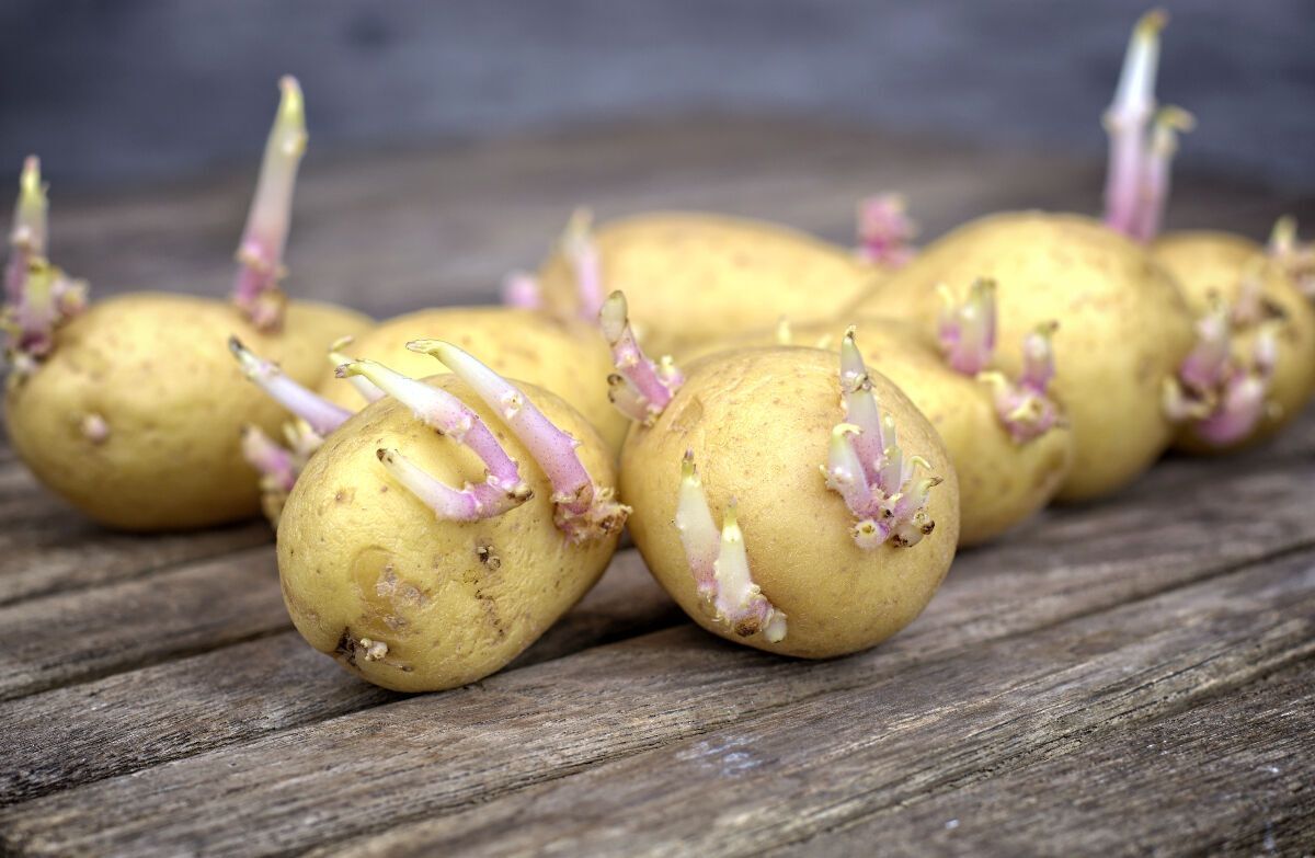 Названа самая вредная картошка: никогда ее не ешьте