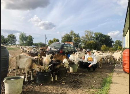 Съели 10 га сои и объедают огороды: на Киевщине сельрада объявила "войну" приюту для животных