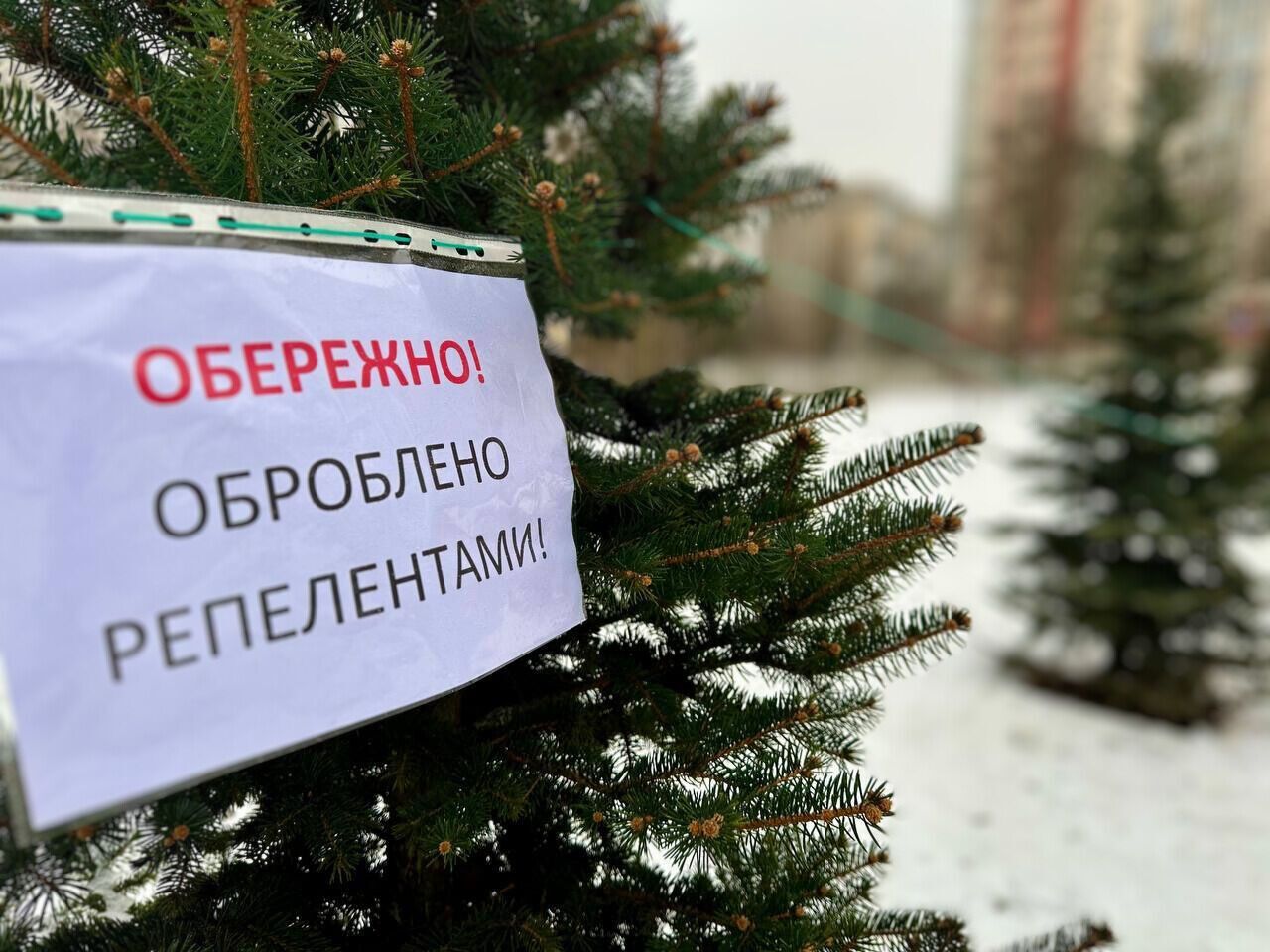 Чтобы предотвратить незаконные вырубки: в парках Киева начали обрабатывать хвойные деревья специальным репеллентом