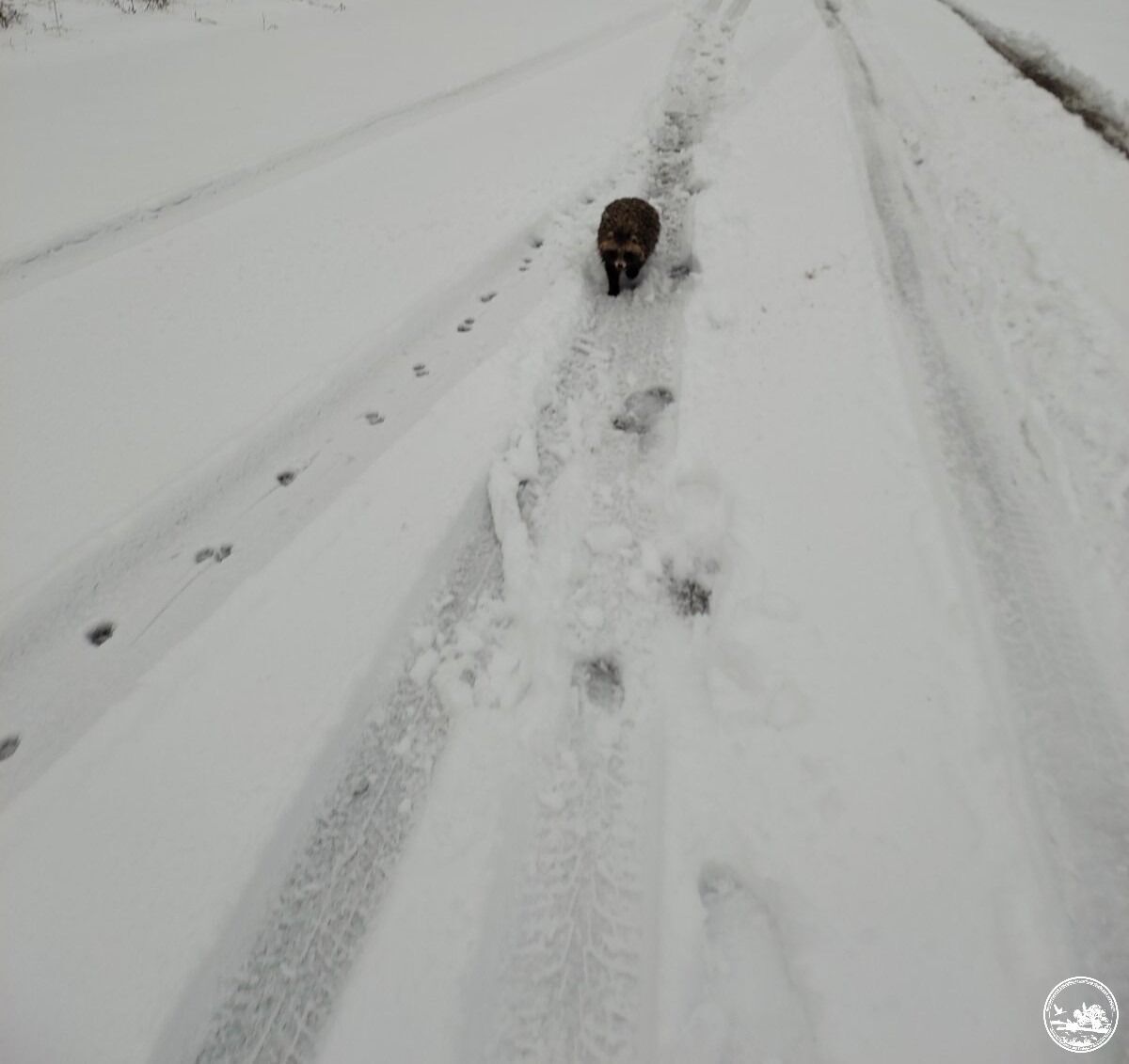 У Чорнобильській зоні помітили тварину, яка зазвичай на зиму залягає у сплячку. Фото