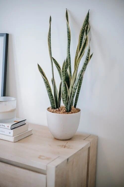 Не лише кактуси: які рослини можна тримати у кімнатах, де мало світла