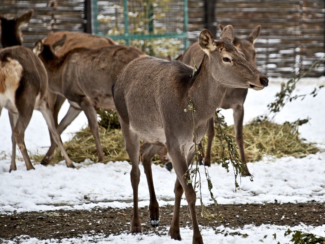 В Киевском зоопарке состоятся показательные кормления новой оленьей семьи. Фото и видео