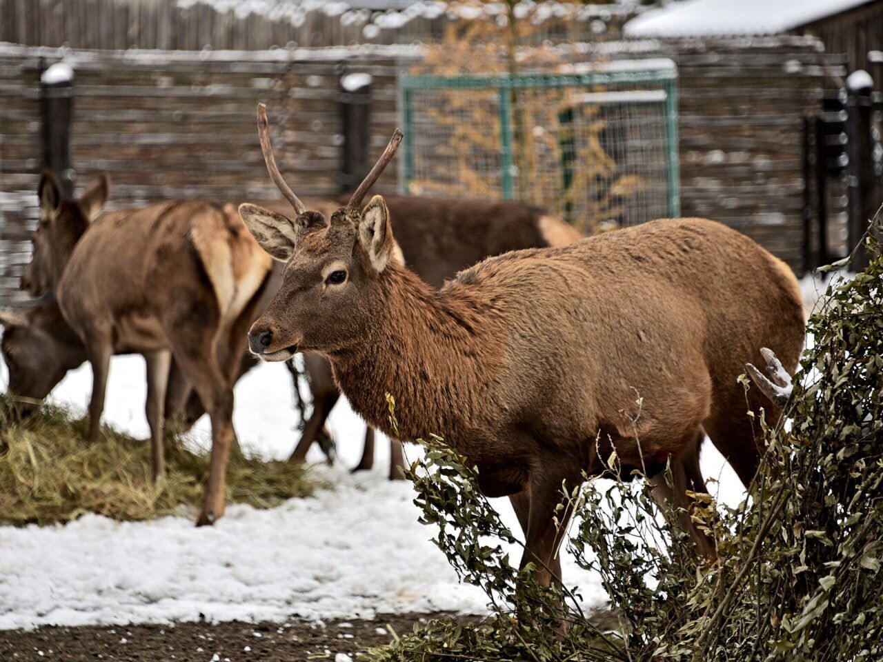 В Киевском зоопарке состоятся показательные кормления новой оленьей семьи. Фото и видео