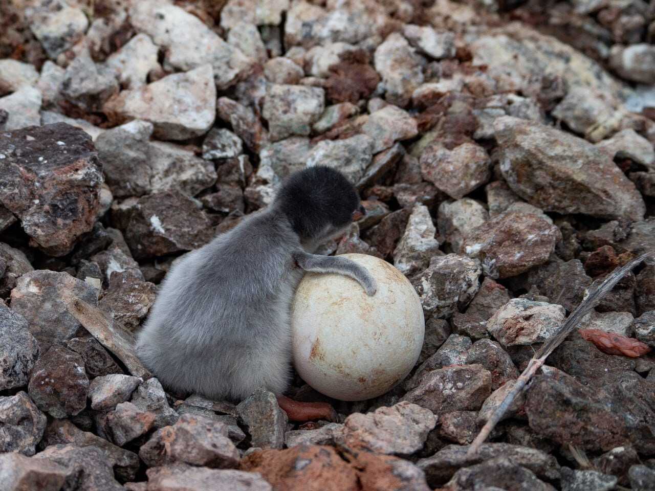 Біля станції "Академік Вернадський" почався бебі-бум: на світ з’явилися пташенята субантарктичних пінгвінів. Фото