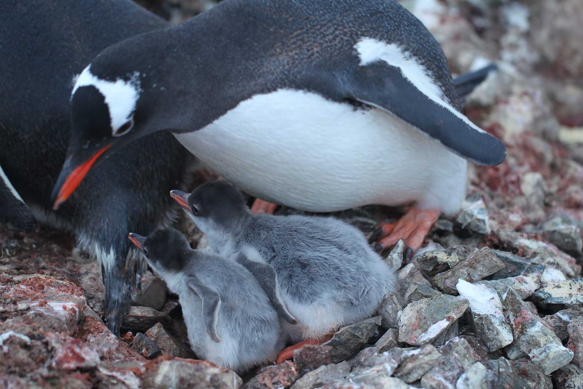 У станции "Академик Вернадский" начался бэби-бум: на свет появились птенцы субантарктических пингвинов. Фото