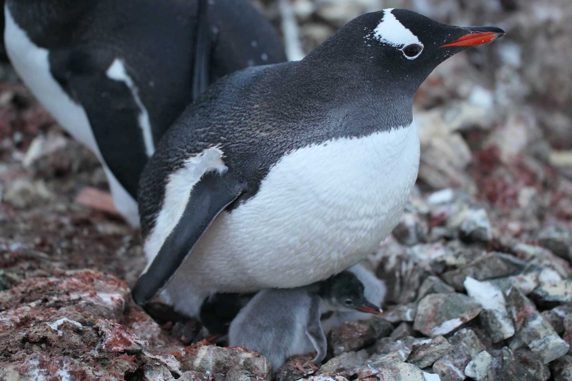 Біля станції "Академік Вернадський" почався бебі-бум: на світ з’явилися пташенята субантарктичних пінгвінів. Фото