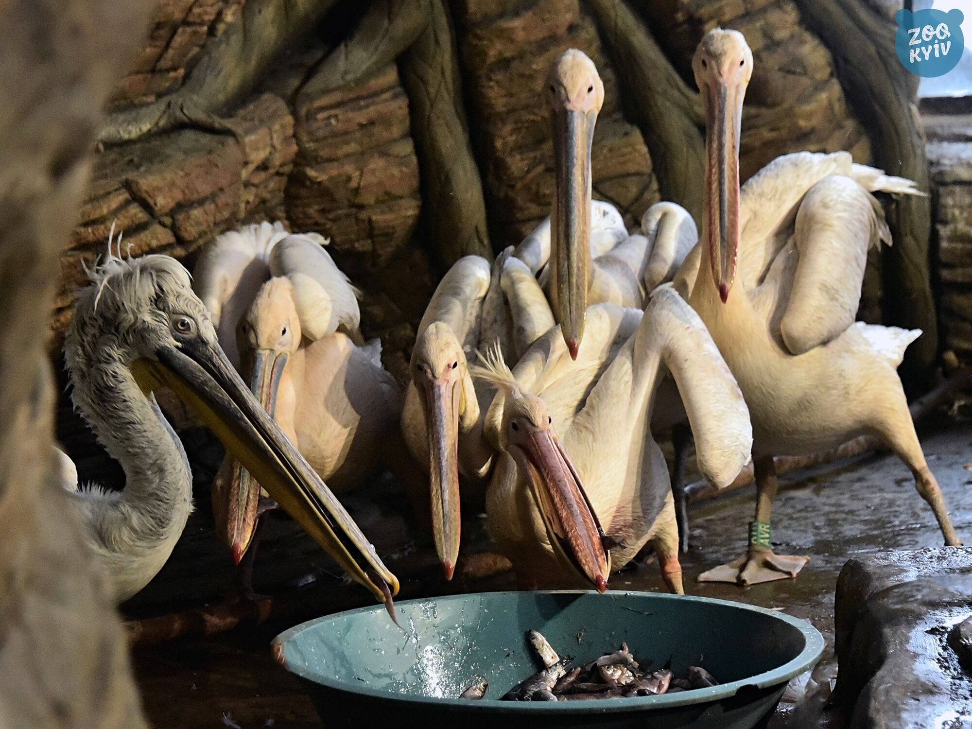 Собственный бассейн и карасики в меню: в Киеве, несмотря на зиму, можно увидеть пеликанов. Фото и видео