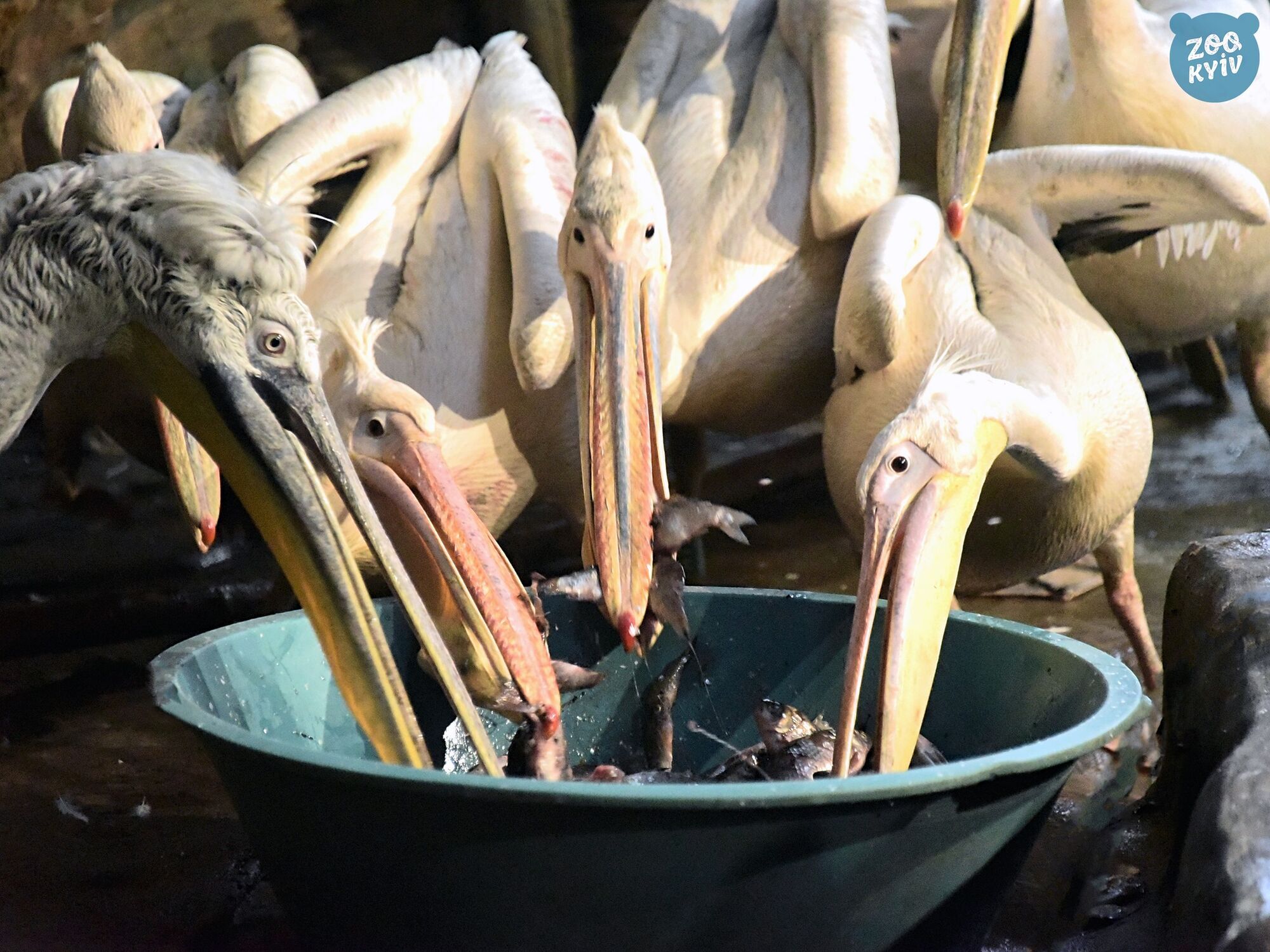 Собственный бассейн и карасики в меню: в Киеве, несмотря на зиму, можно увидеть пеликанов. Фото и видео