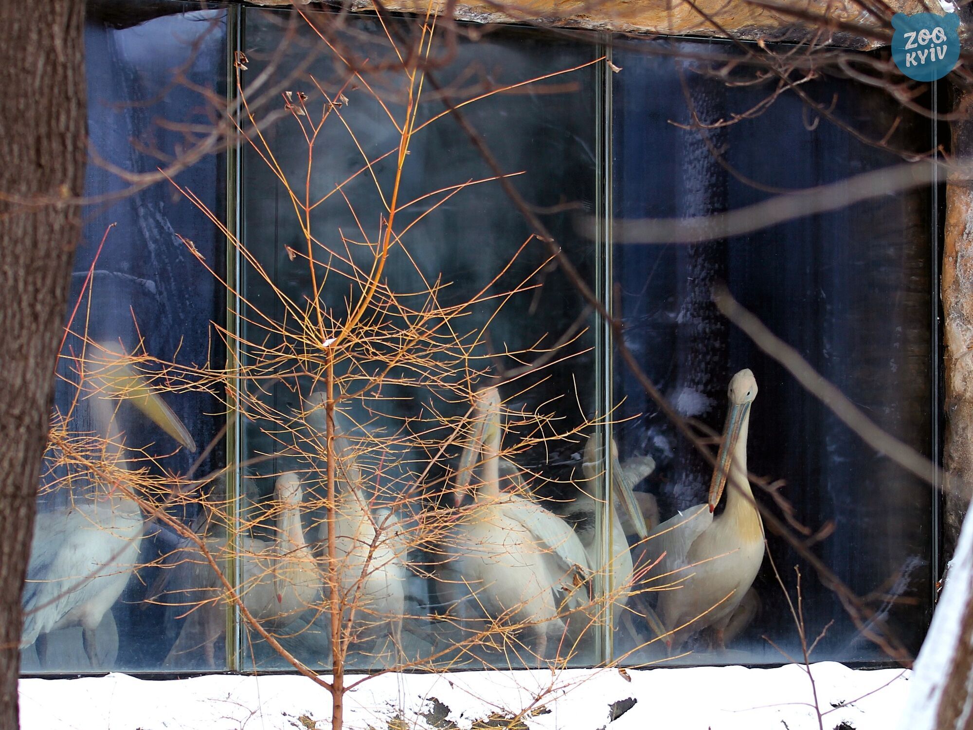 Власний басейн та карасики в меню: в Києві, попри зиму, можна побачити пеліканів. Фото і відео