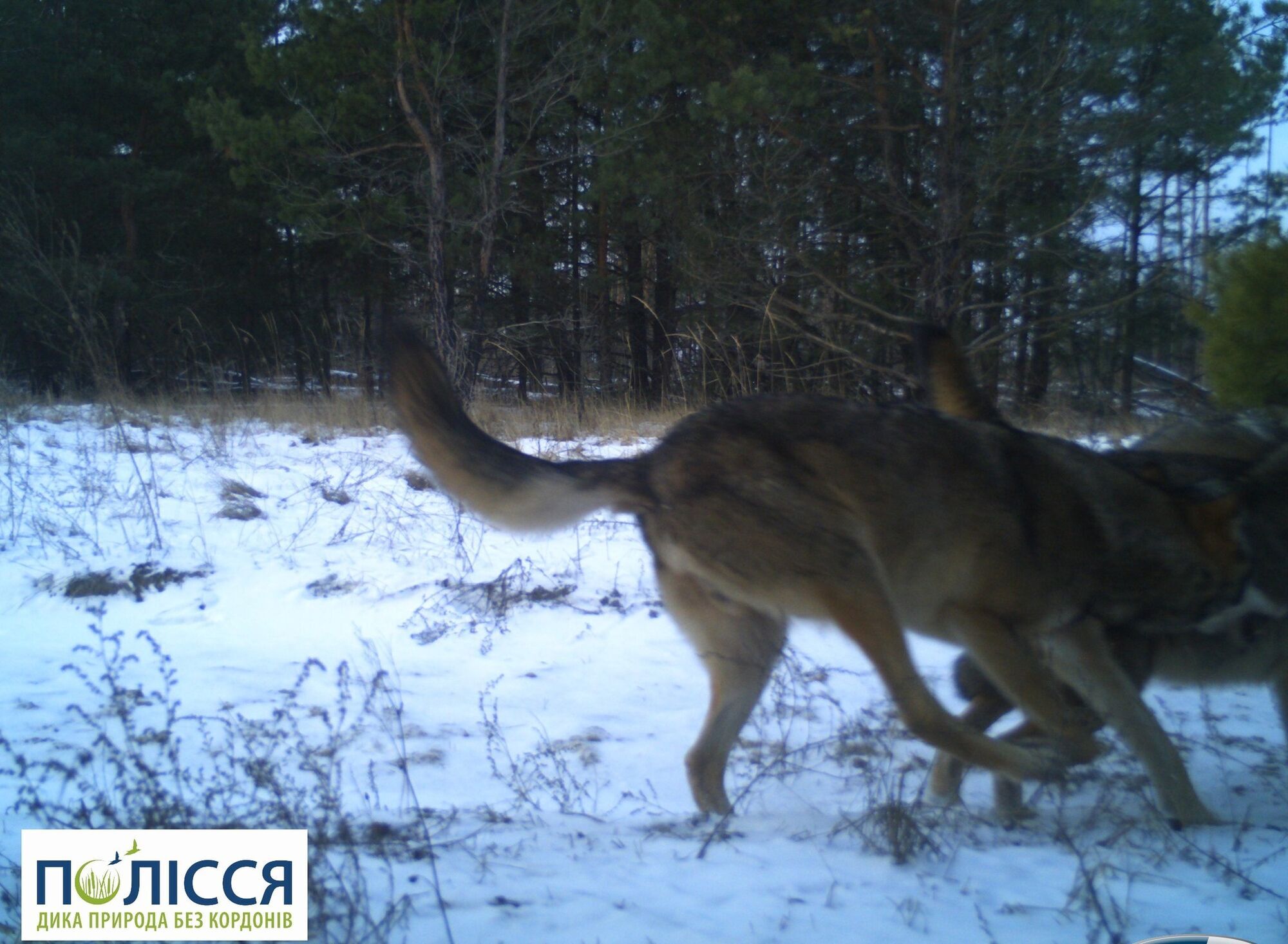 В Чернобыльской зоне фотоловушка зафиксировала драку двух хищников, за которыми тяжело наблюдать в дикой природе. Фото