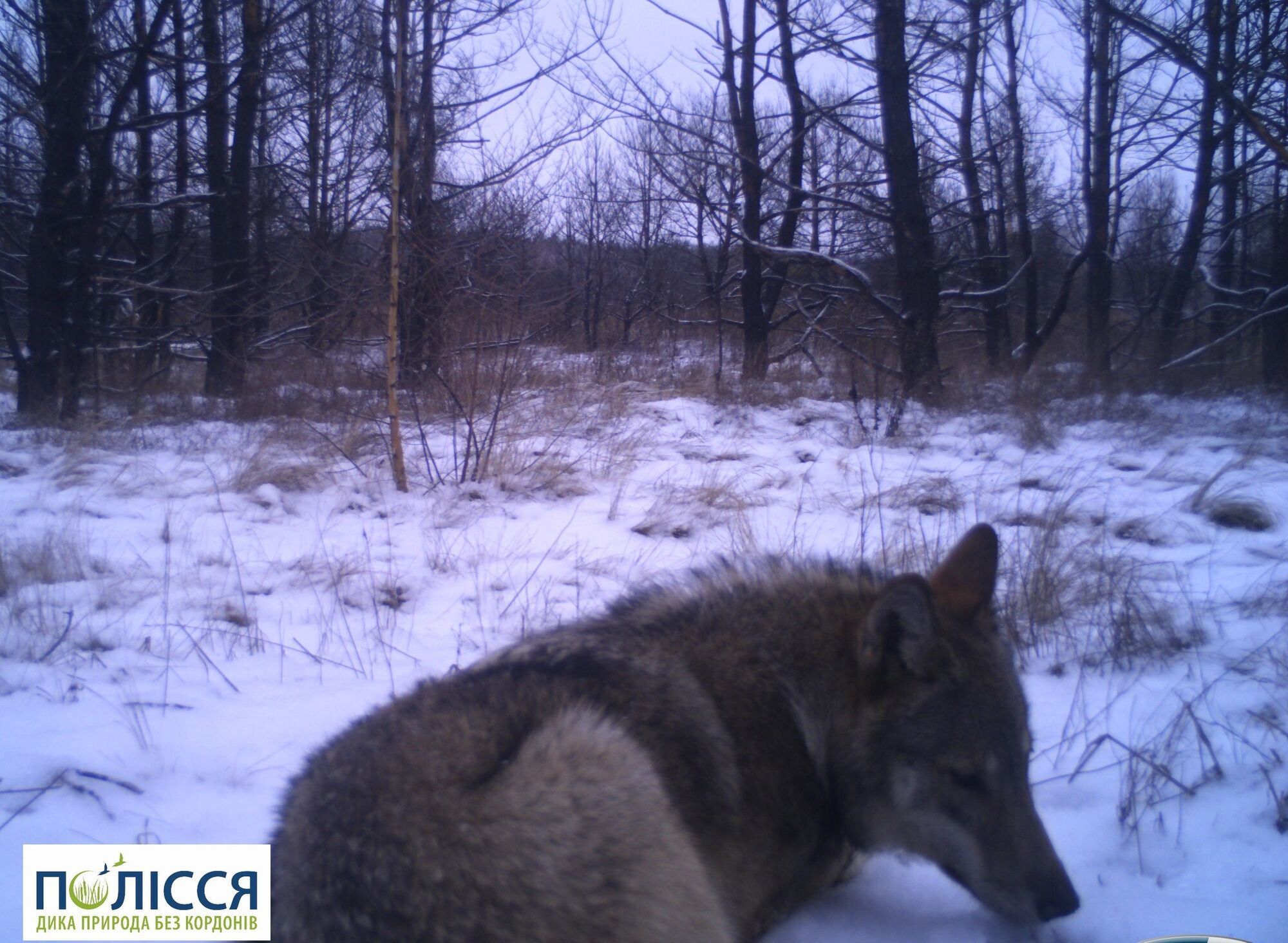 У Чорнобильській зоні фотопастка зафіксувала бійку двох хижаків, за якими важко спостерігати у дикій природі. Фото